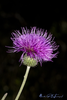Texas Thistle Weed May 2025